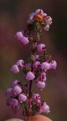 Erica bergiana bergiana