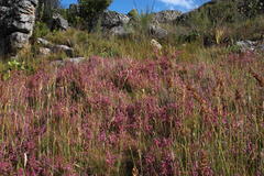 Erica bergiana bergiana