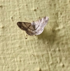 Lepidoptera
