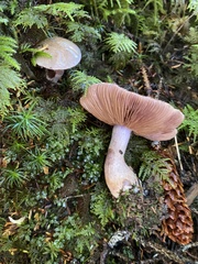 Thaxterogaster porphyropus