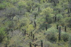 Aloe marlothii marlothii