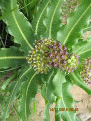 Xysmalobium stockenstromense