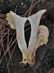 Albatrellus subrubescens