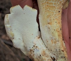 Albatrellus subrubescens