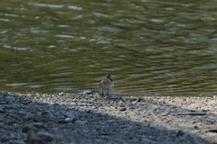 Calidris minuta