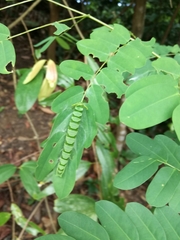 Polyura hebe plautus