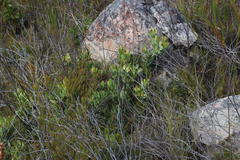 Leucadendron arcuatum