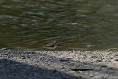 Calidris minuta