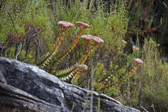 Crassula undulata