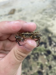 Callinectes marginatus