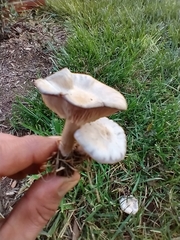 Ampulloclitocybe clavipes