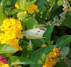 Pieris rapae