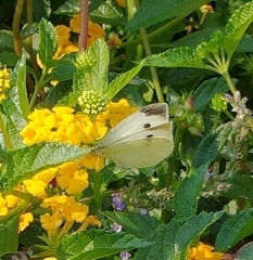 Pieris rapae