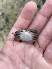 Callinectes marginatus