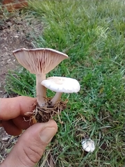 Ampulloclitocybe clavipes