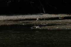Calidris minuta