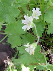 Geranium wakkerstroomianum