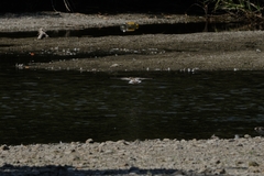 Calidris minuta