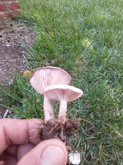 Ampulloclitocybe clavipes