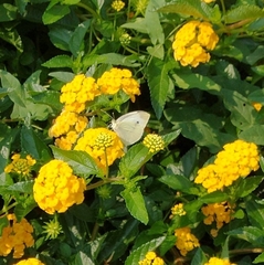 Pieris rapae