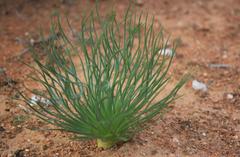Gethyllis grandiflora