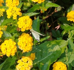Pieris rapae