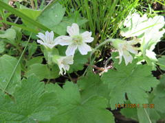 Geranium wakkerstroomianum