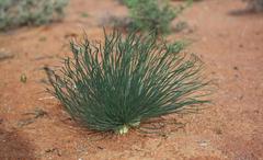 Gethyllis grandiflora