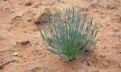 Gethyllis grandiflora