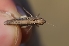Omocestus petraeus