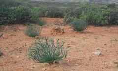 Gethyllis grandiflora