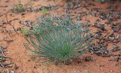 Gethyllis grandiflora