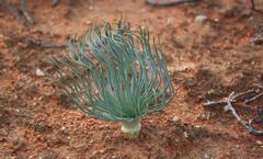 Gethyllis grandiflora