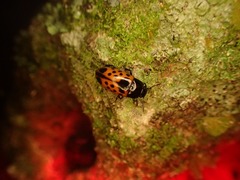 Pselaphacus signatus