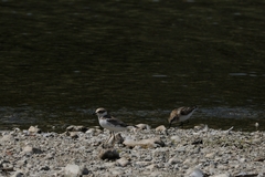 Charadrius dubius
