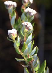 Phylica nervosa