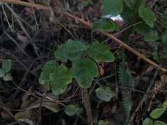 Boquila trifoliolata