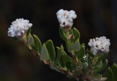 Phylica nervosa