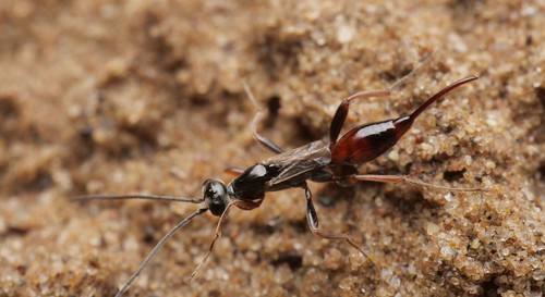 Proctotrupes brachypterus