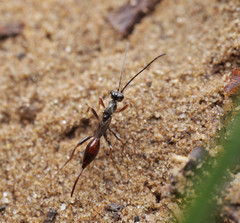 Proctotrupes brachypterus