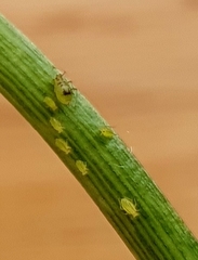 Neomyzus circumflexus