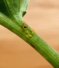 Neomyzus circumflexus