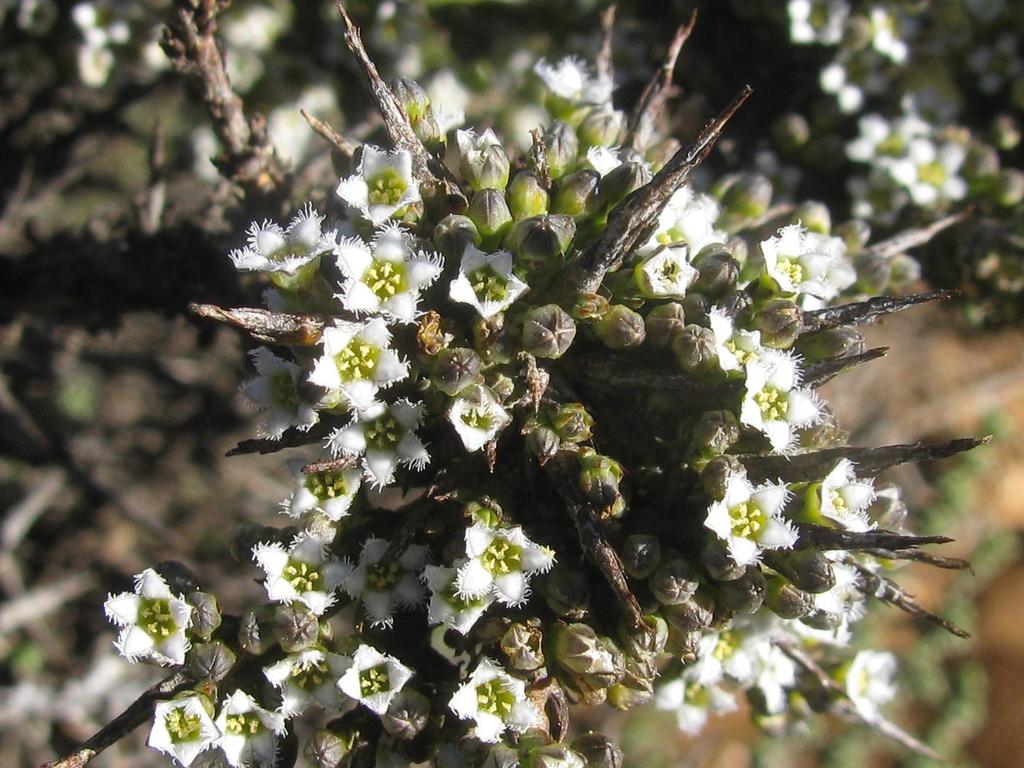 Thesium horridum