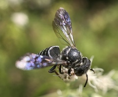 Cyrtocoelioxys