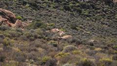 Equus zebra hartmannae