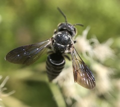 Cyrtocoelioxys