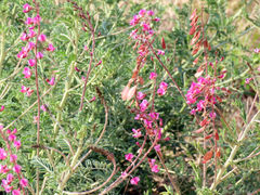 Lessertia brachystachya