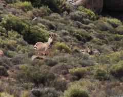 Equus zebra hartmannae
