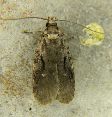Agonopterix hyperella