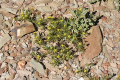 Rhynchopsidium sessiliflorum